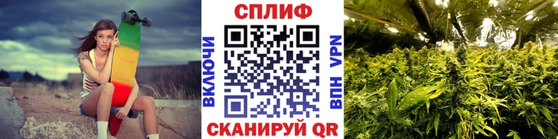Конопля сатива  Ветлуга 